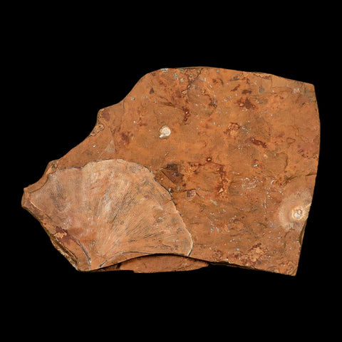 3.4" Detailed Ginkgo Cranei Fossil Plant Leaf Morton County, ND Paleocene Age COA - Fossil Age Minerals