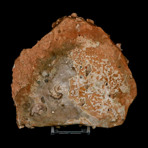 5.6" Ammonite Fossil Mortality Plate Morocco 360 Million Year Old COA Stand - Fossil Age Minerals