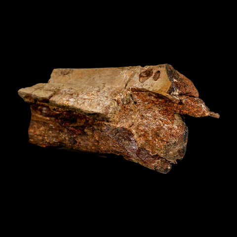 4.5" Triceratops Fossil Rib Bone Hell Creek FM Cretaceous Dinosaur MT COA Metal Stand - Fossil Age Minerals
