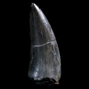 0.8" Postosuchus Rauisuchid Archosaur Fossil Tooth Chinle Formation AZ COA Display