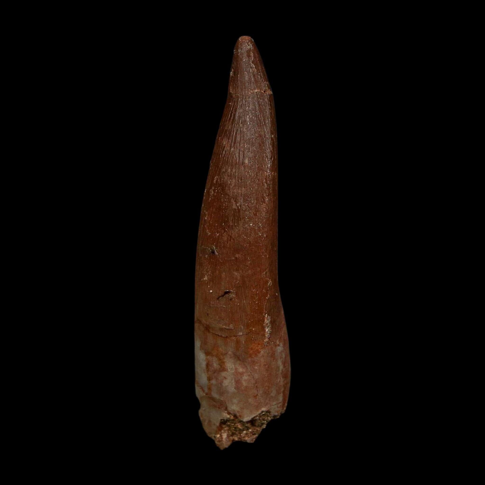 XL 2.1" Plesiosaur Zarafasaura Tooth Fossil Cretaceous Dinosaur Era COA, Stand - Fossil Age Minerals