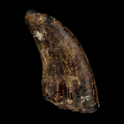 0.6" Dromaeosaurus Raptor Serrated Tooth Fossil Judith River FM MT COA & Display