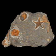 23MM Brittlestar Petraster Starfish Fossil Ordovician Age Blekus Morocco COA