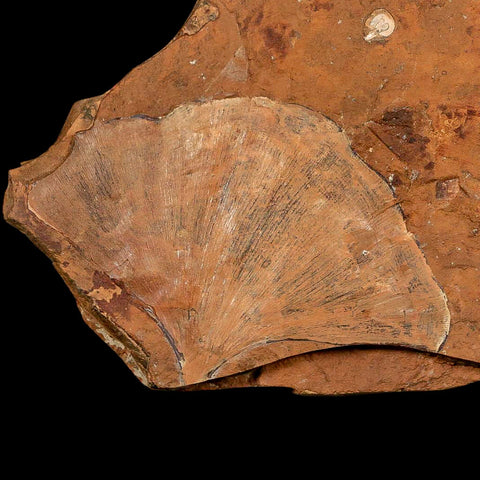 3.4" Detailed Ginkgo Cranei Fossil Plant Leaf Morton County, ND Paleocene Age COA - Fossil Age Minerals