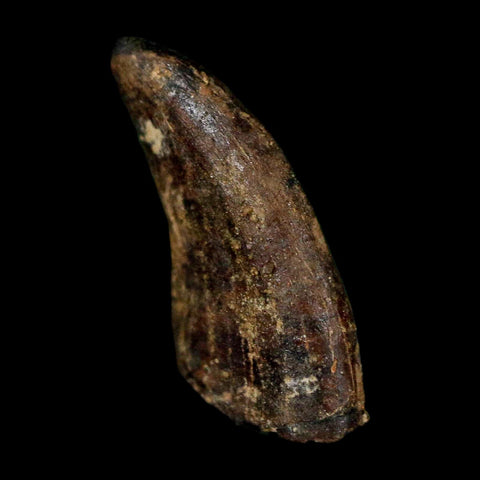 0.6" Dromaeosaurus Raptor Serrated Tooth Fossil Judith River FM MT COA & Display