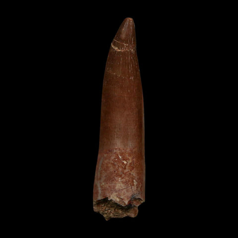 XL 2.1" Plesiosaur Zarafasaura Tooth Fossil Cretaceous Dinosaur Era COA, Stand - Fossil Age Minerals