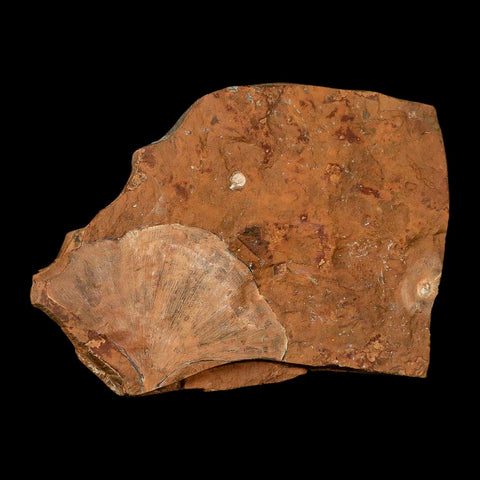 3.4" Detailed Ginkgo Cranei Fossil Plant Leaf Morton County, ND Paleocene Age COA - Fossil Age Minerals