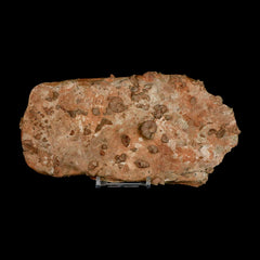 Cephalopod Fossil Collection