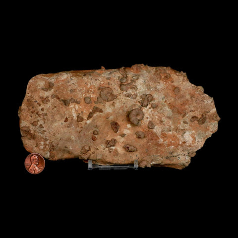 7" Ammonite Fossil Mortality Plate Morocco 360 Million Year Old COA Stand - Fossil Age Minerals