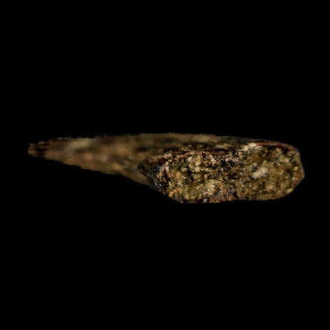 0.6" Dromaeosaurus Raptor Serrated Tooth Fossil Judith River FM MT COA & Display