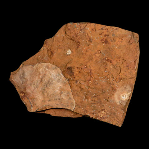3.4" Detailed Ginkgo Cranei Fossil Plant Leaf Morton County, ND Paleocene Age COA - Fossil Age Minerals