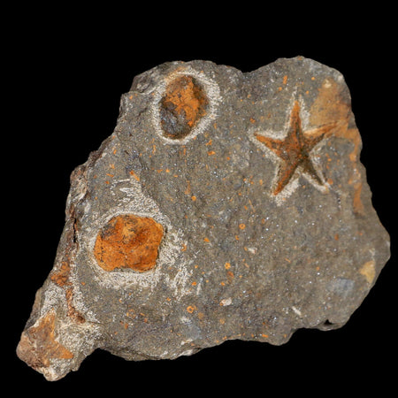 23MM Brittlestar Petraster Starfish Fossil Ordovician Age Blekus Morocco COA