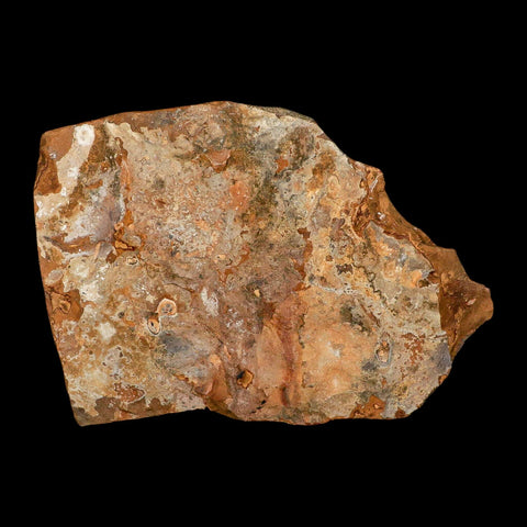 3.4" Detailed Ginkgo Cranei Fossil Plant Leaf Morton County, ND Paleocene Age COA - Fossil Age Minerals