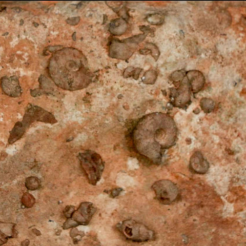 7" Ammonite Fossil Mortality Plate Morocco 360 Million Year Old COA Stand - Fossil Age Minerals