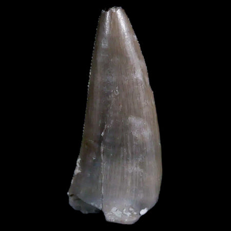 0.8" Postosuchus Rauisuchid Archosaur Fossil Tooth Chinle Formation AZ COA Display