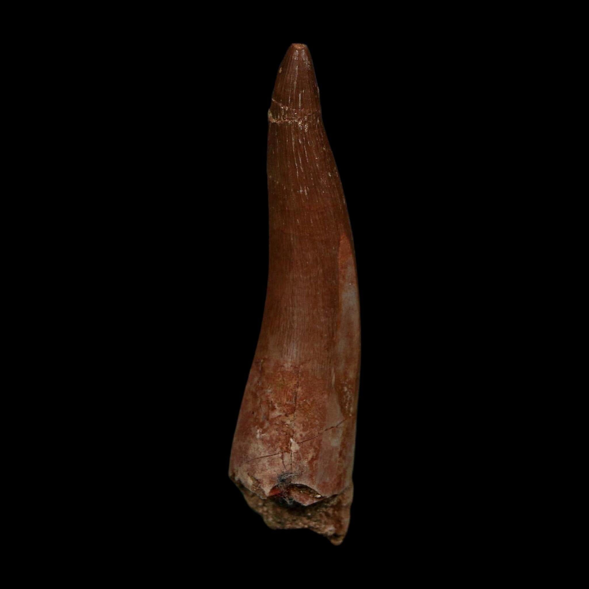 XL 2.1" Plesiosaur Zarafasaura Tooth Fossil Cretaceous Dinosaur Era COA, Stand - Fossil Age Minerals