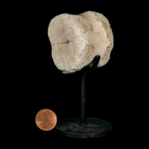 1.9" Hadrosaur Dinosaur Fossil Vertebrae Bone Hell Creek FM MT COA Metal Stand - Fossil Age Minerals