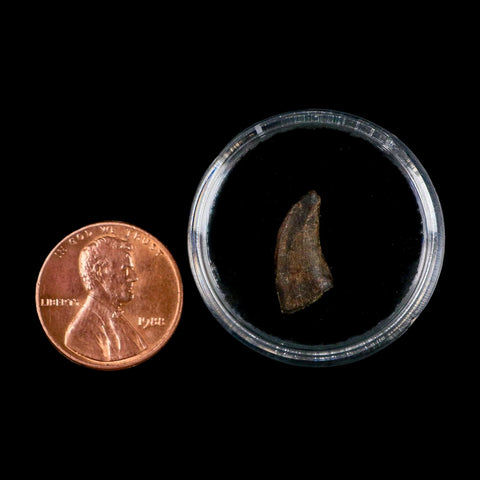 0.6" Dromaeosaurus Raptor Serrated Tooth Fossil Judith River FM MT COA & Display