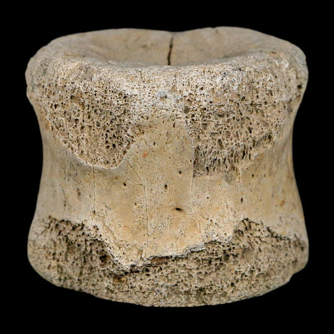1.9" Hadrosaur Dinosaur Fossil Vertebrae Bone Hell Creek FM MT COA Metal Stand - Fossil Age Minerals