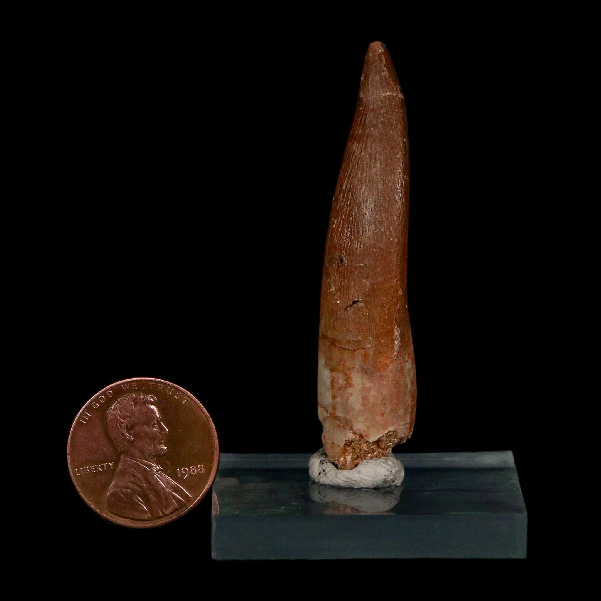 XL 2.1" Plesiosaur Zarafasaura Tooth Fossil Cretaceous Dinosaur Era COA, Stand - Fossil Age Minerals