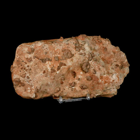 7" Ammonite Fossil Mortality Plate Morocco 360 Million Year Old COA Stand - Fossil Age Minerals