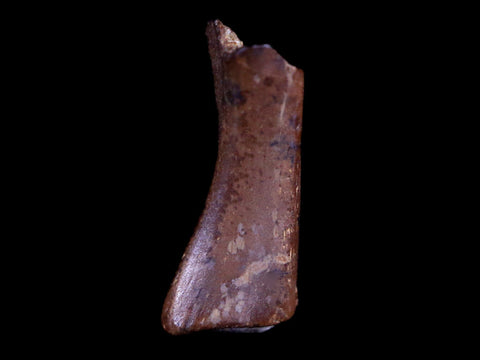 0.5" Raptor Fossil Limb Bone Section Cretaceous Dinosaur Lance Creek FM WY COA - Fossil Age Minerals
