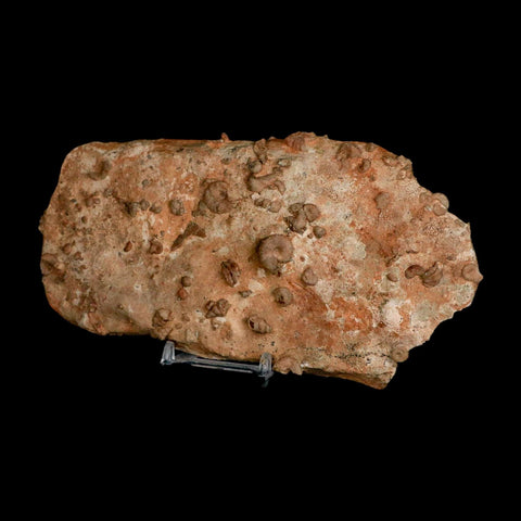 7" Ammonite Fossil Mortality Plate Morocco 360 Million Year Old COA Stand - Fossil Age Minerals