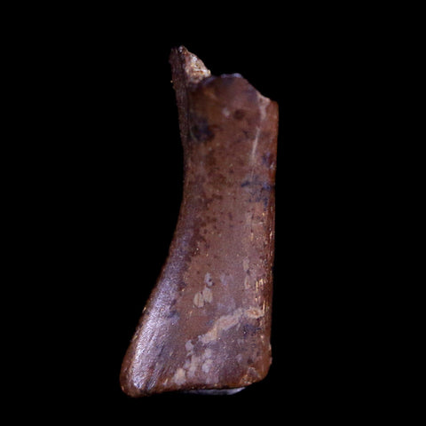 0.5" Raptor Fossil Limb Bone Section Cretaceous Dinosaur Lance Creek FM WY COA - Fossil Age Minerals