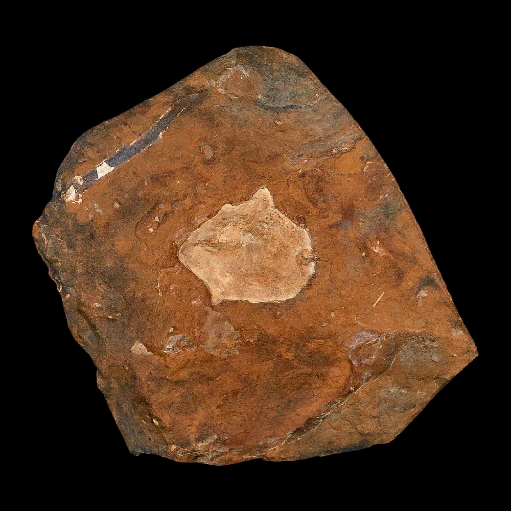 1.6" Detailed Ginkgo Cranei Fossil Plant Leaf Morton County, ND Paleocene Age COA - Fossil Age Minerals