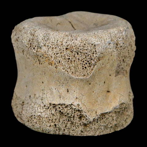 1.9" Hadrosaur Dinosaur Fossil Vertebrae Bone Hell Creek FM MT COA Metal Stand - Fossil Age Minerals