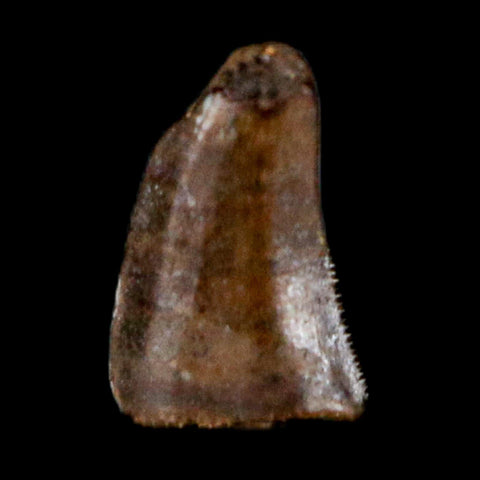 0.2" Dromaeosaurus Raptor Serrated Tooth Fossil Judith River FM MT COA & Display