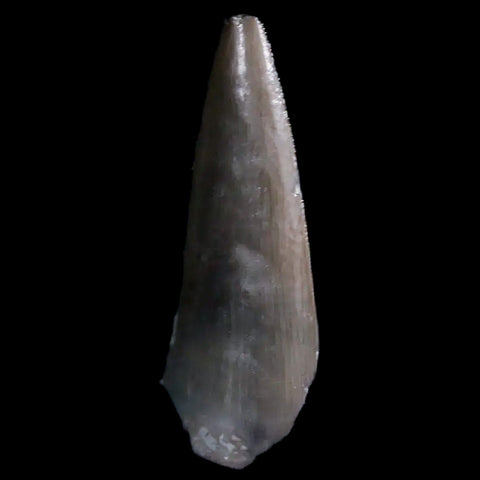 0.8" Postosuchus Rauisuchid Archosaur Fossil Tooth Chinle Formation AZ COA Display - Fossil Age Minerals