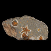 27MM Brittlestar Petraster Starfish Fossil Ordovician Age Blekus Morocco COA