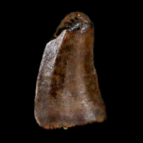 0.2" Dromaeosaurus Raptor Serrated Tooth Fossil Judith River FM MT COA & Display