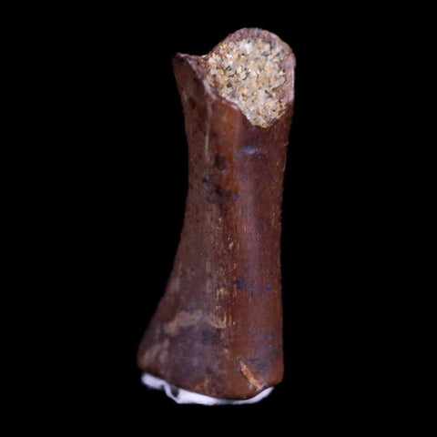 0.5" Raptor Fossil Limb Bone Section Cretaceous Dinosaur Lance Creek FM WY COA - Fossil Age Minerals