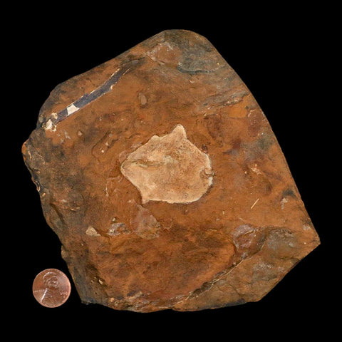 1.6" Detailed Ginkgo Cranei Fossil Plant Leaf Morton County, ND Paleocene Age COA - Fossil Age Minerals