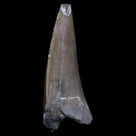 0.8" Postosuchus Rauisuchid Archosaur Fossil Tooth Chinle Formation AZ COA Display - Fossil Age Minerals