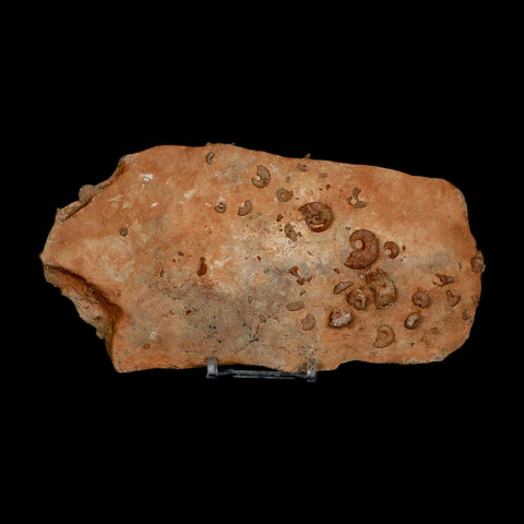 7" Ammonite Fossil Mortality Plate Morocco 360 Million Year Old COA Stand - Fossil Age Minerals