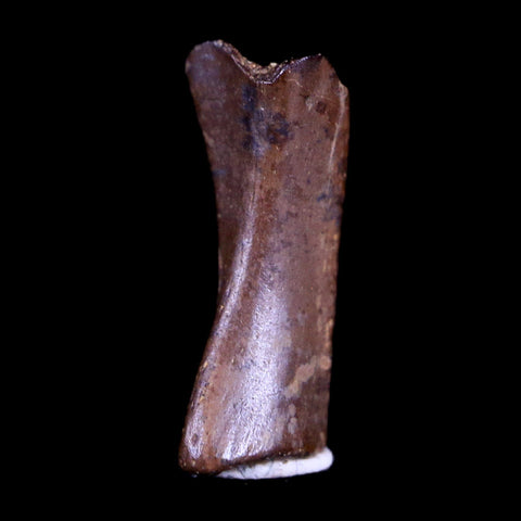 0.5" Raptor Fossil Limb Bone Section Cretaceous Dinosaur Lance Creek FM WY COA - Fossil Age Minerals