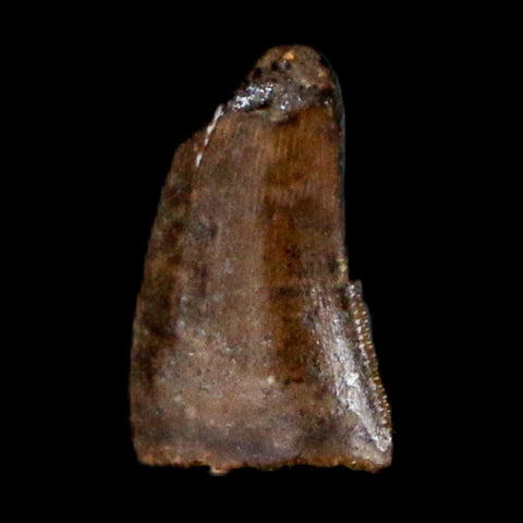 0.2" Dromaeosaurus Raptor Serrated Tooth Fossil Judith River FM MT COA & Display