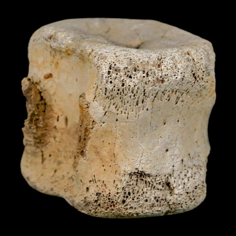 1.9" Hadrosaur Dinosaur Fossil Vertebrae Bone Hell Creek FM MT COA Metal Stand - Fossil Age Minerals