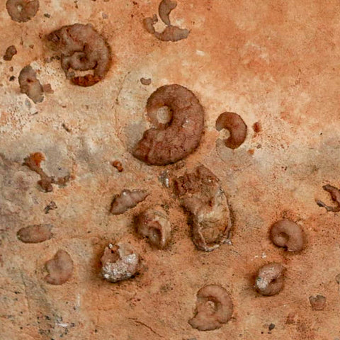 7" Ammonite Fossil Mortality Plate Morocco 360 Million Year Old COA Stand - Fossil Age Minerals