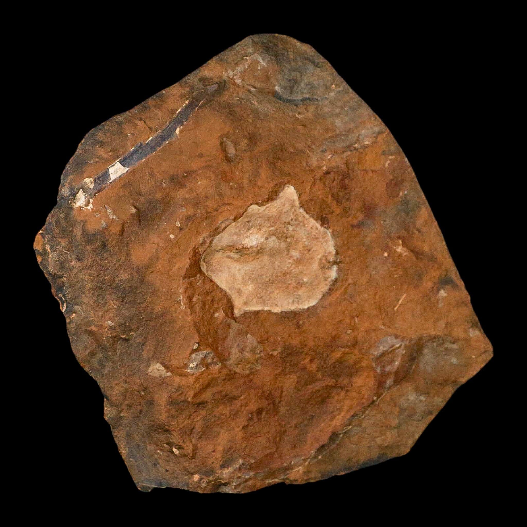 1.6" Detailed Ginkgo Cranei Fossil Plant Leaf Morton County, ND Paleocene Age COA - Fossil Age Minerals