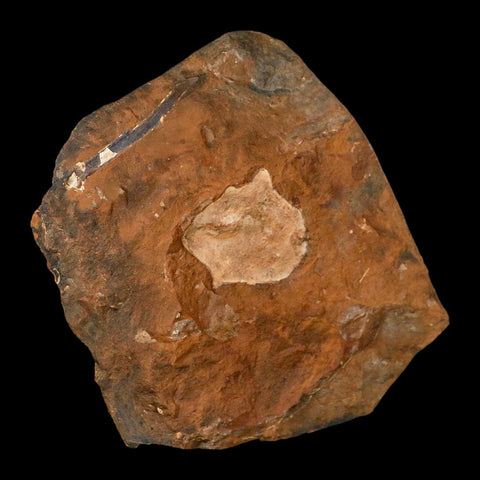1.6" Detailed Ginkgo Cranei Fossil Plant Leaf Morton County, ND Paleocene Age COA - Fossil Age Minerals