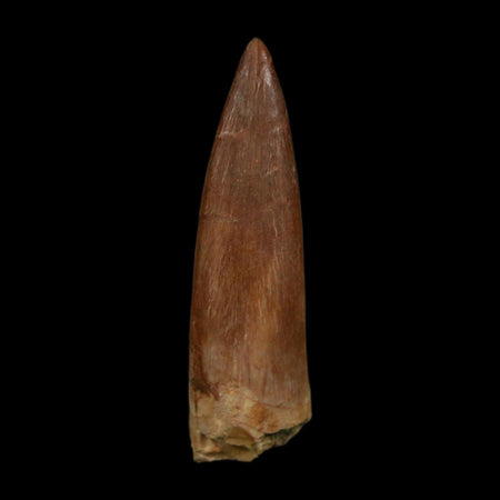 1.6" Plesiosaur Zarafasaura Tooth Fossil Cretaceous Dinosaur Era COA, Stand