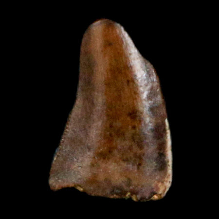 0.2" Dromaeosaurus Raptor Serrated Tooth Fossil Judith River FM MT COA & Display