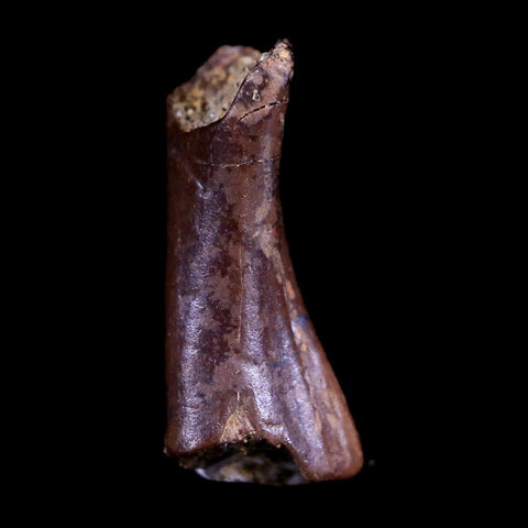 0.5" Raptor Fossil Limb Bone Section Cretaceous Dinosaur Lance Creek FM WY COA - Fossil Age Minerals