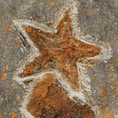 27MM Brittlestar Petraster Starfish Fossil Ordovician Age Blekus Morocco COA