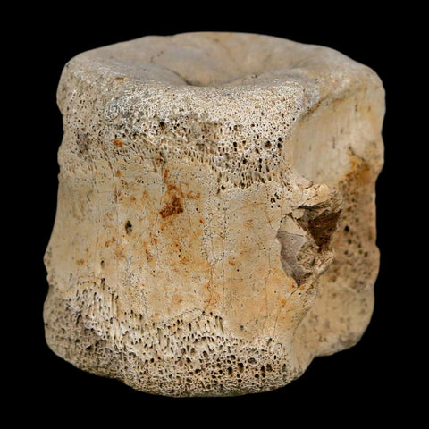 1.9" Hadrosaur Dinosaur Fossil Vertebrae Bone Hell Creek FM MT COA Metal Stand - Fossil Age Minerals