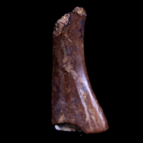0.5" Raptor Fossil Limb Bone Section Cretaceous Dinosaur Lance Creek FM WY COA - Fossil Age Minerals